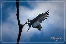 Río Kourou (396) Cathartes aura