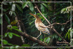 Kourou River (451) Rufescent tiger heron