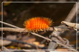 Caterpillar, Kourou River (502)