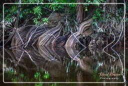 Kourou River (562)