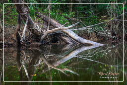 Kourou Fluss (575)