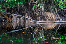 Río Kourou (593)