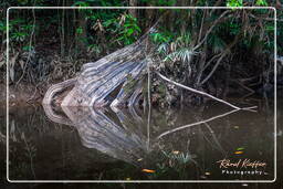 Kourou River (610)