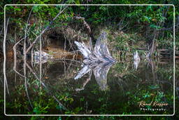 Kourou River (644)