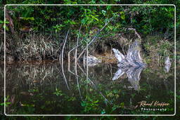 Kourou River (645)