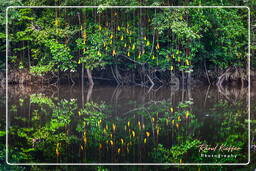 Kourou River (649)