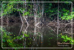 Kourou River (654)