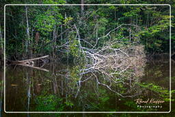 Kourou River (661)