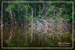 Kourou River (664)