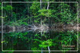 Kourou River (665)