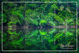 Kourou River (697)