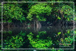 Kourou River (699)