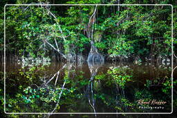 Kourou River (714)