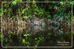 Kourou River (725)