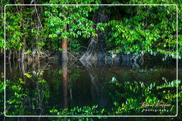 Kourou River (734)