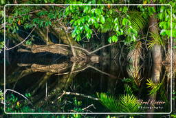 Kourou River (747)