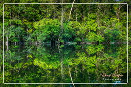 Kourou River (763)