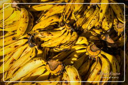 Banana, Kourou (7)