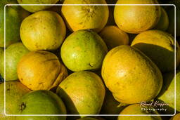 Pomelo (Chadek), Kourou (20)