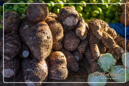 Cassava (Manioc), Kourou (35)