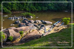 - Inini Creek, Maripasoula (292)