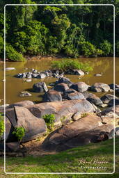 - Inini Creek, Maripasoula (294)