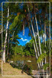 - Inini Creek, Maripasoula (297)
