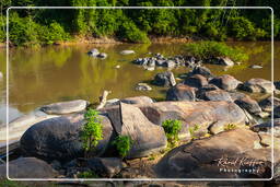 - Inini Creek, Maripasoula (313)