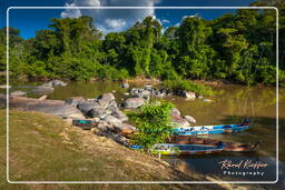 - Inini Creek, Maripasoula (322)