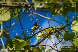 - Inini Creek, Maripasoula (350)