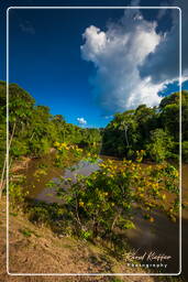 - Inini Creek, Maripasoula (396)