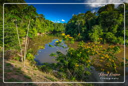 - Inini Creek, Maripasoula (414)