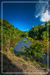 - Inini Creek, Maripasoula (420)