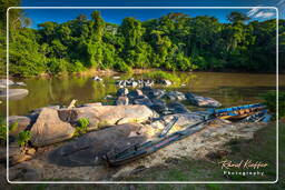 - Inini Creek, Maripasoula (425)