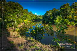- Inini Creek, Maripasoula (449)