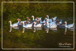 - Inini Creek, Maripasoula (494)