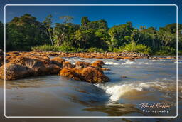 - Inini Creek, Maripasoula (565)