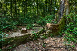 Monkey Mountain (455)