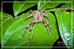 Phoneutria, Monkey Mountain (508)