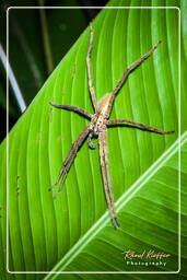 Cupiennius, Monkey Mountain (519)