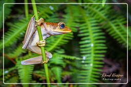 Monkey Mountain (528) Hyla boans