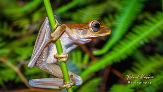 Monkey Mountain (531) Hyla boans