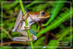 Monkey Mountain (531) Hyla boans