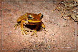 Hyla boans, Monkey Mountain (542)
