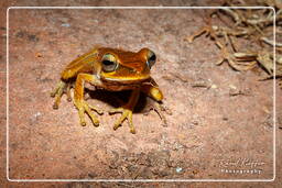 Affenberg (542) Hyla boans