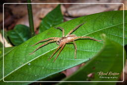 Montanha dos Macacos (559) Cupiennius (Ctenidae)