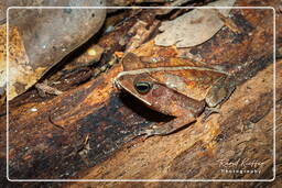 Bufo complexe margaritifer, Monkey Mountain (573)