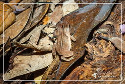 Bufo complexe margaritifer, Monkey Mountain (582)