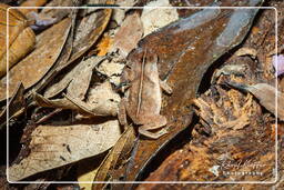 Montagna delle Scimmie (582) Bufo complexe margaritifer