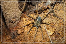 Montaña de los Monos (586) Ancylometes (Ctenidae)